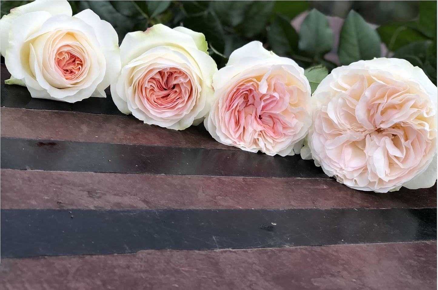 Lorena Summerhouse 蕾娜山庄, Cutting Rose, Florists Rose.  Heat-tolerant, disease-resistant, Non-Grafted/Own Root.