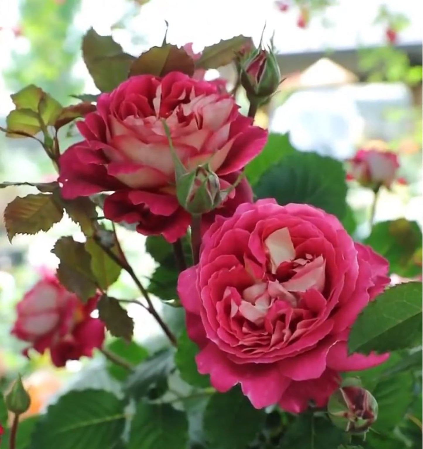 Dominique Massad 马萨德医生，Shrub Rose，strawberry fragrance, repeat flowering, 2 Years Old 1 Gal, Non-Grafted/Own Root.