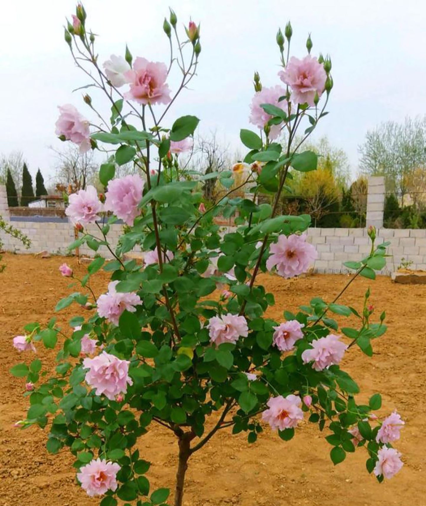 Couture Rose Tilia 玫瑰时装 クチュール・ローズ・チリア, Japanese Floribunda Rose.  Strong fragrance. Non-Grafted/Own Root.