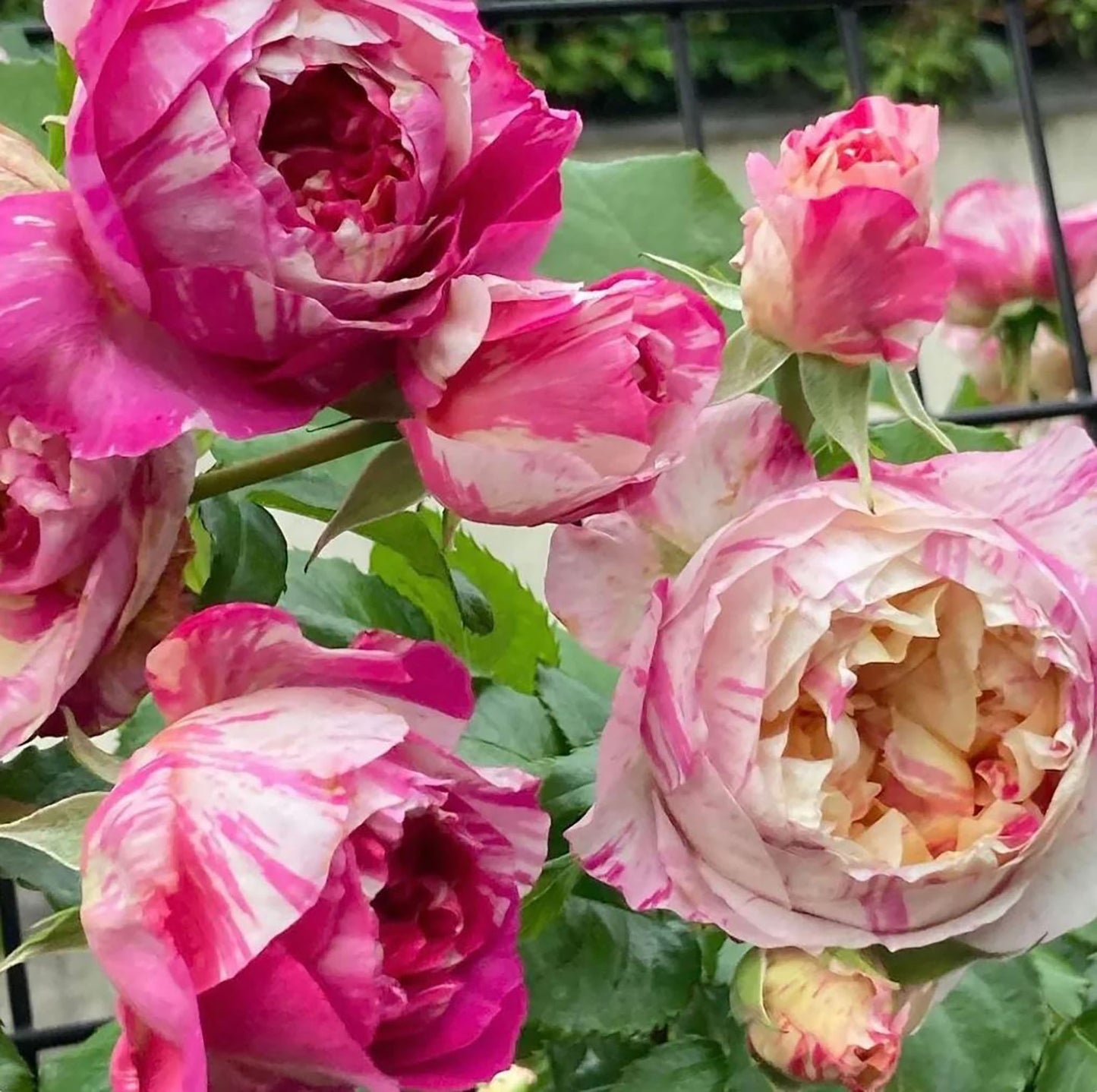 #SPF038, extremely similar to Édouard Manet 马奈, French Climbing Rose, Continuous Flowering And Strong Disease Resistance, Thornless. Non-Grafted/Own Root.