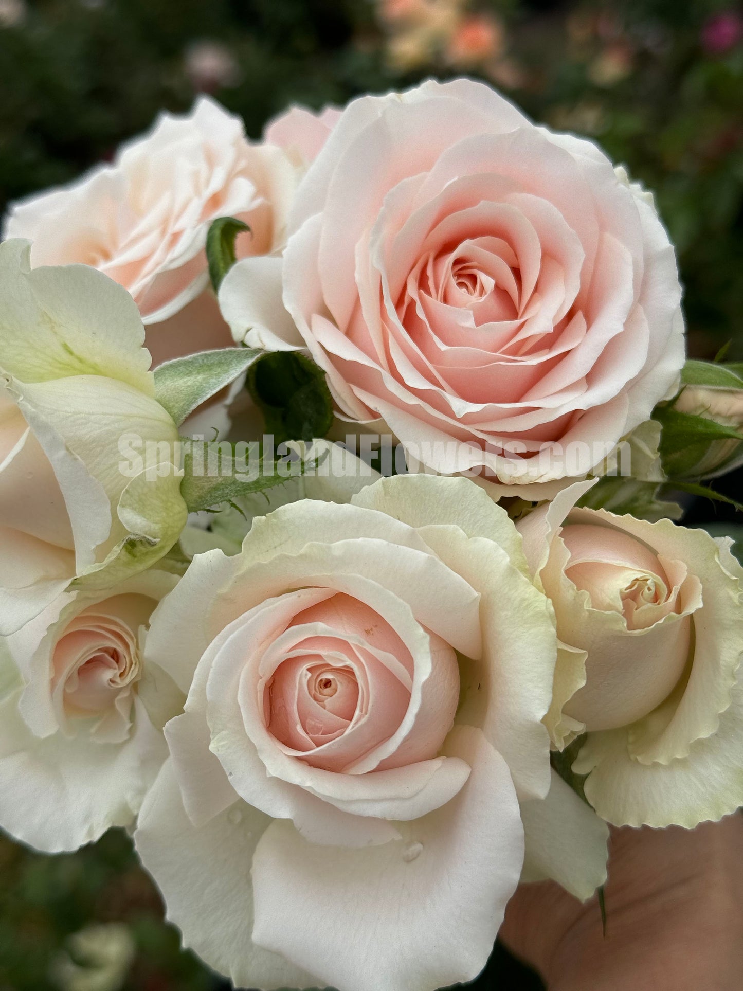 Pearl Avalanche 珍珠雪山，Cutting Rose,Florists Rose.  Heat-tolerant, disease-resistant, Non-Grafted/Own Root.