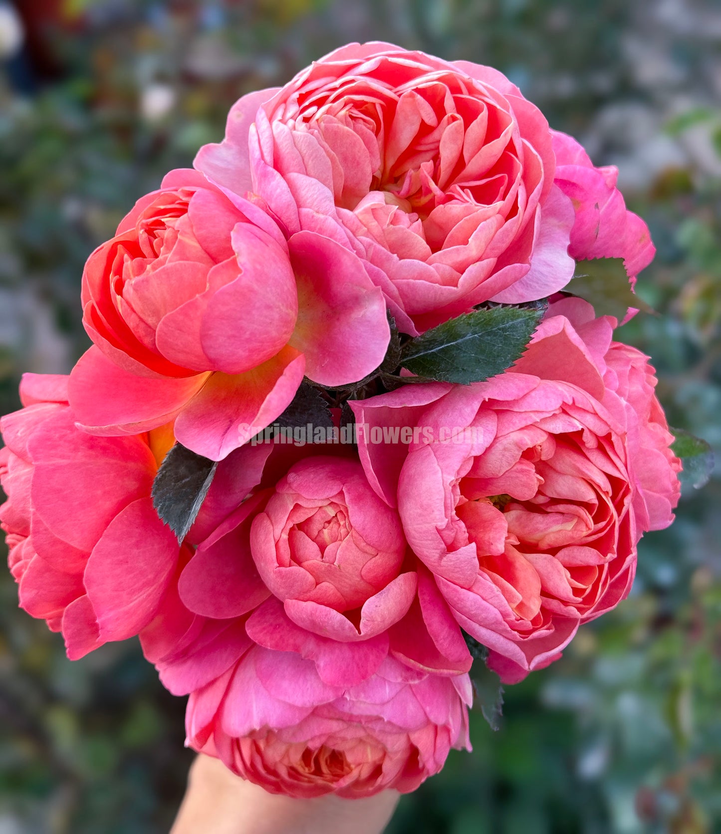 Grapefruit Terrace 血橙果汁阳台,  Floribunda Rose, Non-Grafted/Own Root.Yearlong flower buds. Perfect for small gardens.