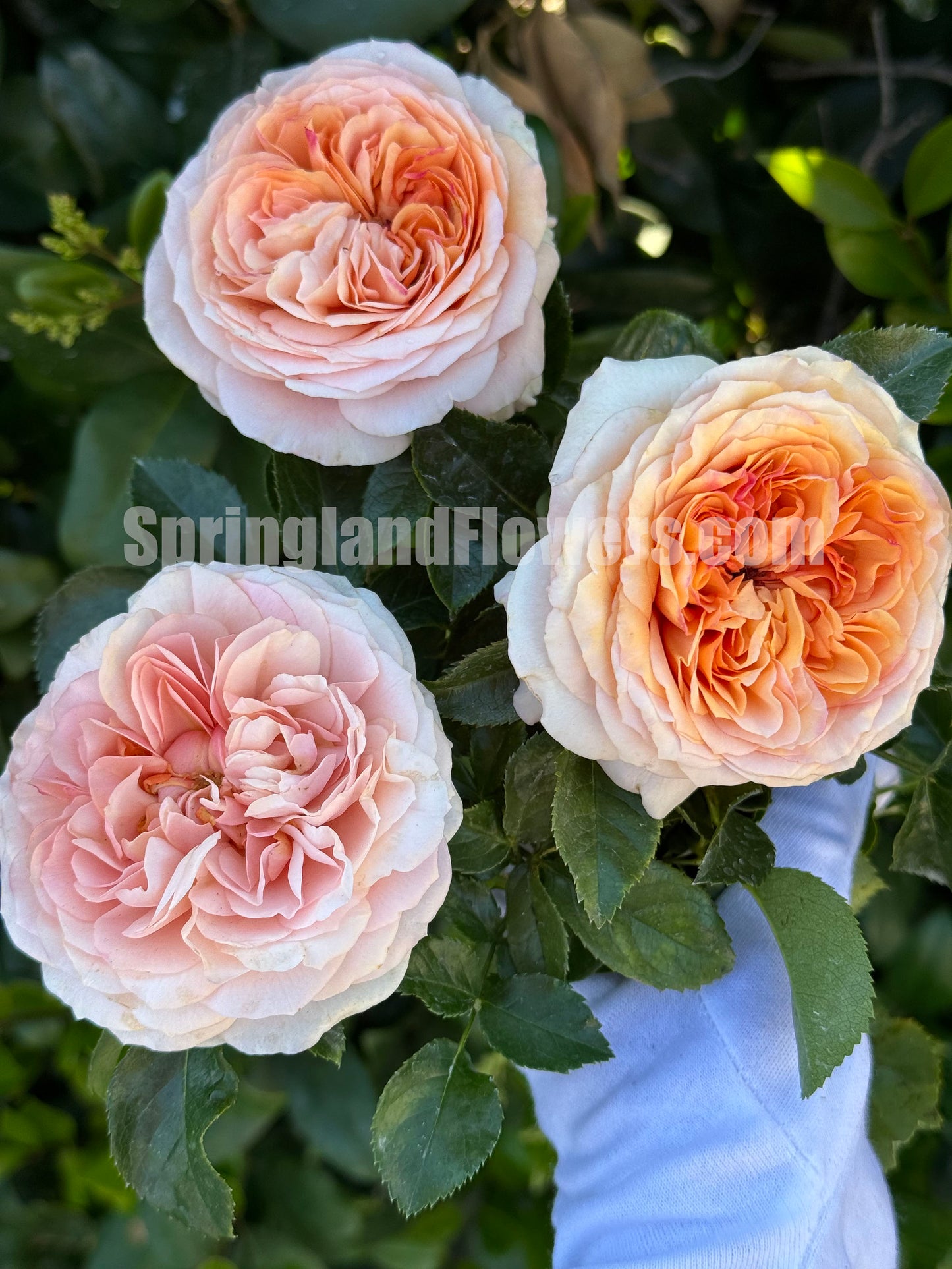 #SPF280, Avalanche Abricot 杏子雪崩月季/雪杏子, Floribunda Rose，Heat-tolerant, Disease-resistant. Non-Grafted/Own Root.