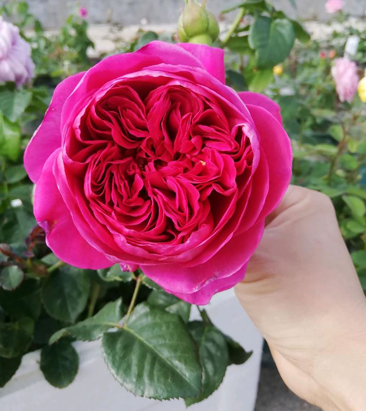 Cantina 伊芙酒窖 ワインセラー, Japanese Rose, Strong fragrance. Non-Grafted/Own Root.