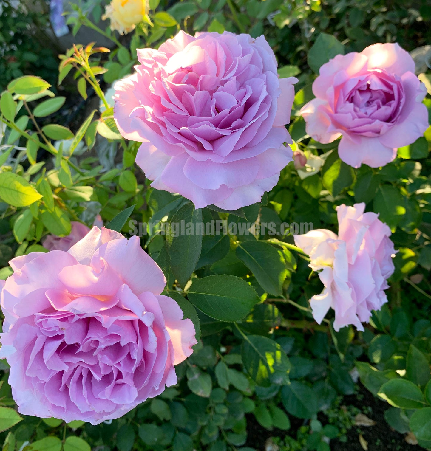 Love Song 情歌，Floribunda Rose, Heat-tolerant, disease-resistant, Non-Grafted/Own Root.