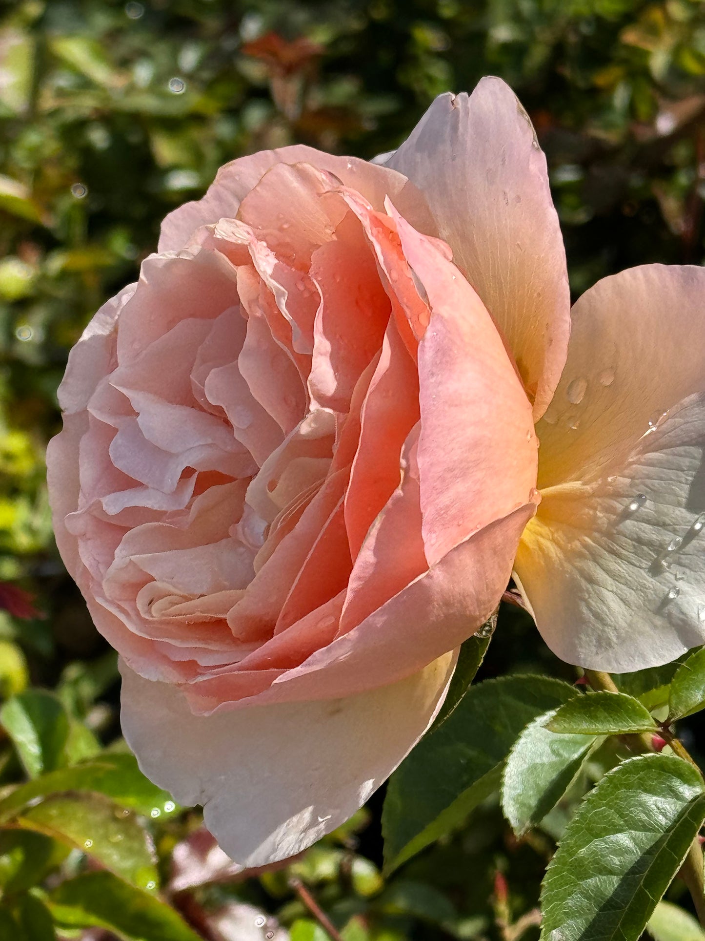 Tropicana 百香果, Shrub Rose， Non-Grafted/Own Root.