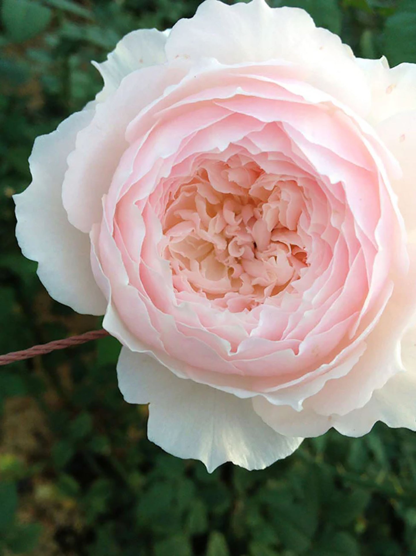 Hiyori 日和 , Shrub Rose, Non-Grafted/Own Root,  1 Gal.