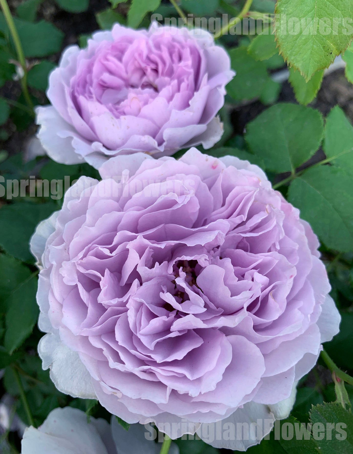 Yinyinqing / Memory of Blue (隐隐青) ,  Shrub Rose, Non-Grafted/Own Root. Strong Fragrance. Resistant to high temperature and humidity.