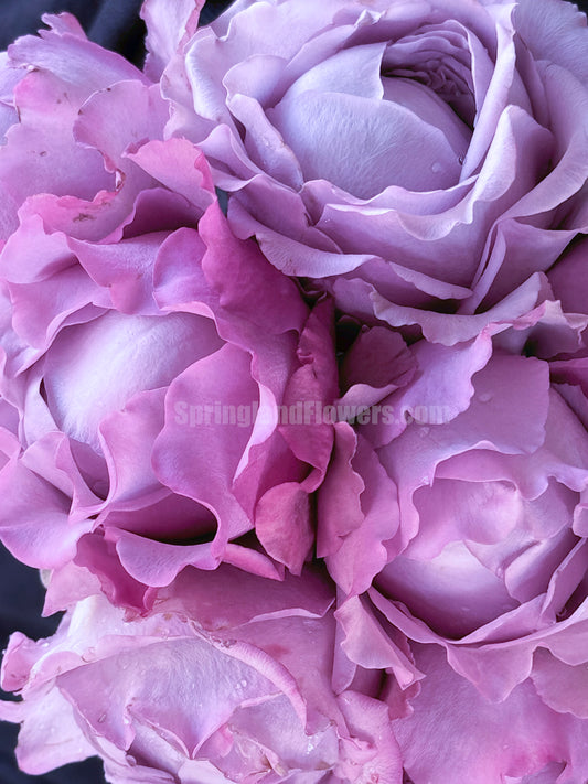 Amethyst 紫龙晶, Cutting Rose, Florists Rose, Heat-resistant,  Non-Grafted/Own Root.