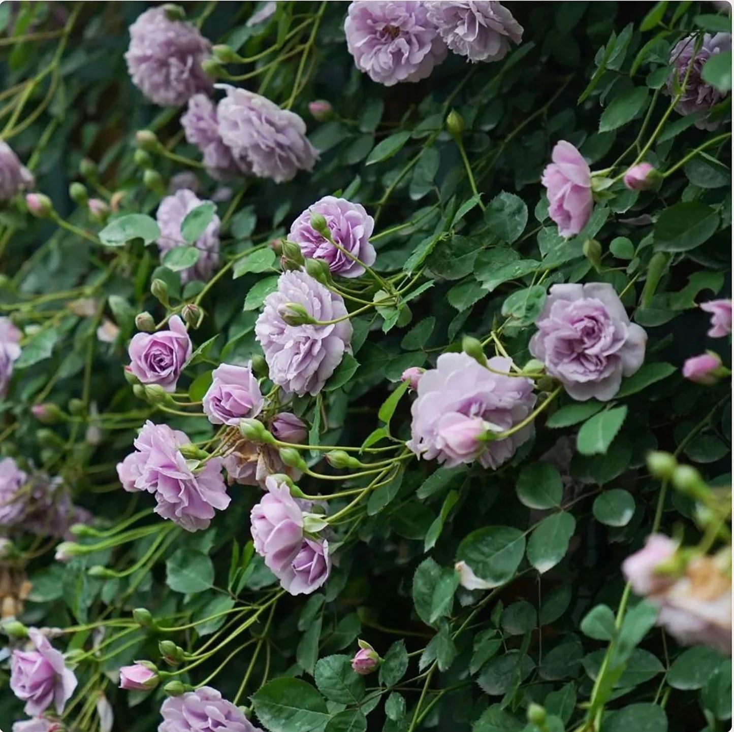 Rainy Blue 蓝色阴雨 ，Climbing Rose，Non-Grafted/Own Root.