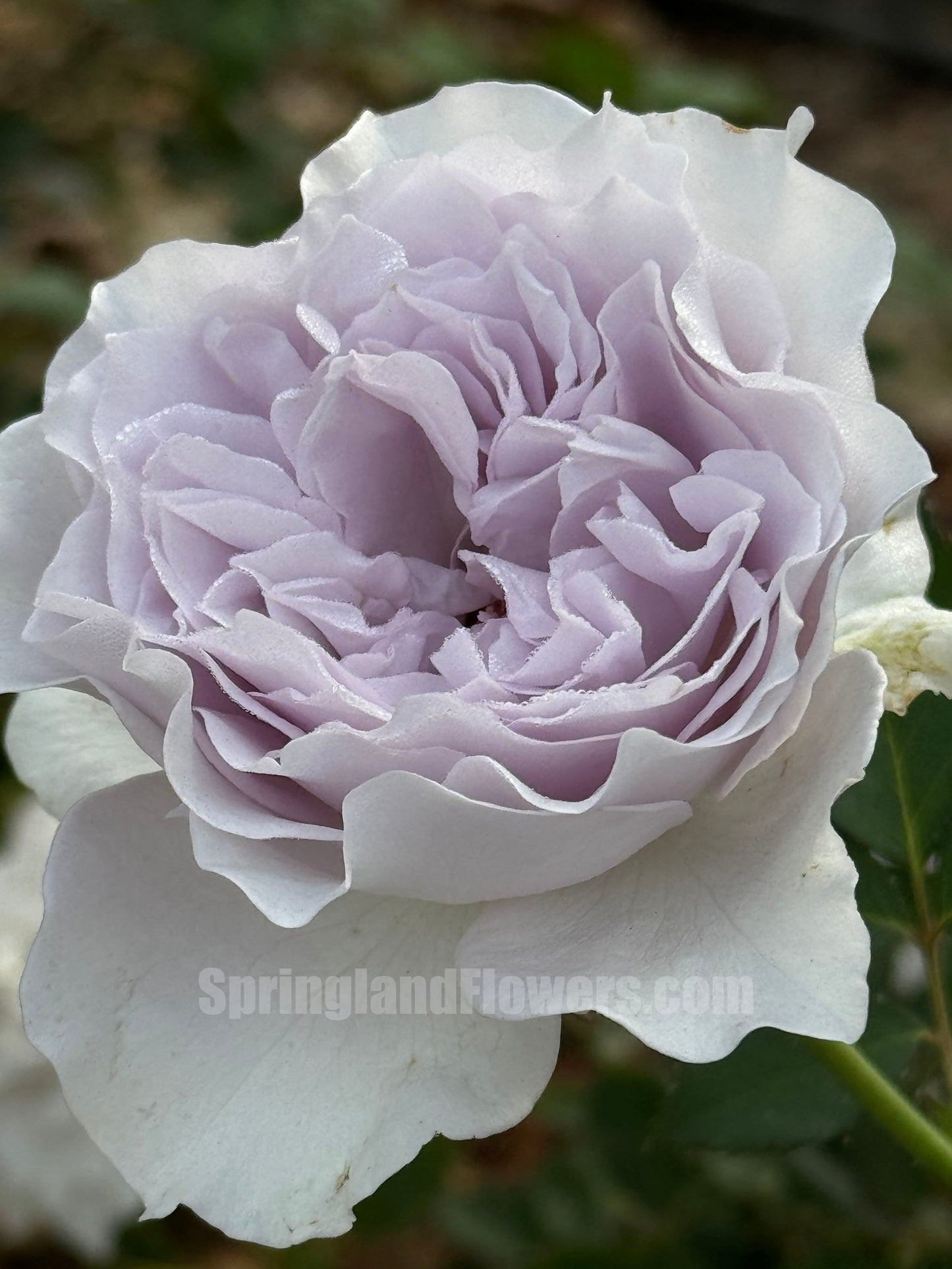 JiSe/Azure Tranquility 霁色, Chinese Shrub Rose,  Non-Grafted/Own Root.