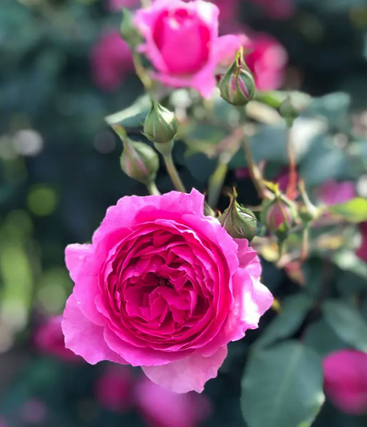 Parade 大游行 ，Deep pink Large-Flowered Climber.Non-Grafted/Own Root.