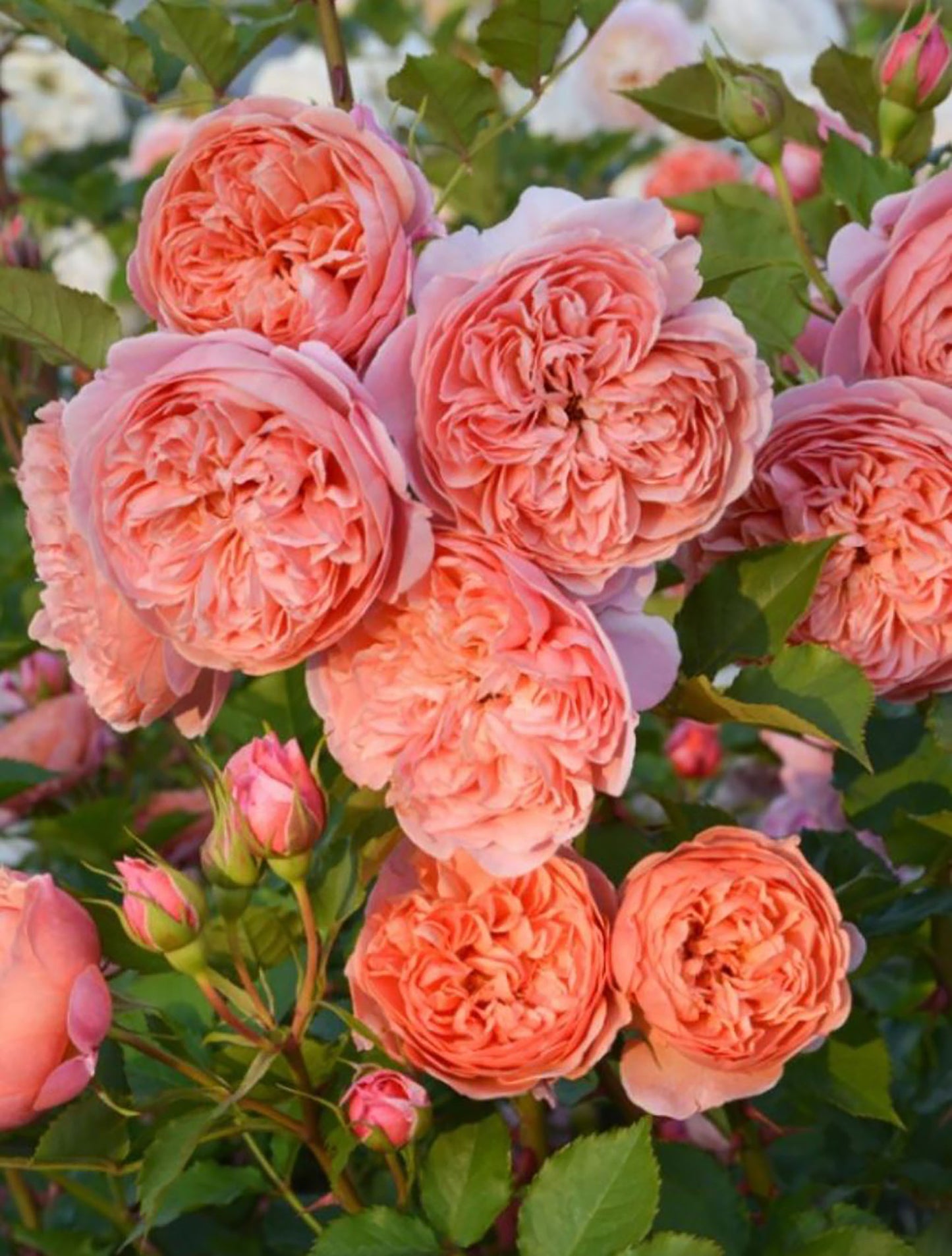 Moulin de la Galette 煎饼磨坊 ムーランドラギャレット, Japanese Shrub Rose，Strong Disease Resistance, Heat-Tolerant , Own Root.