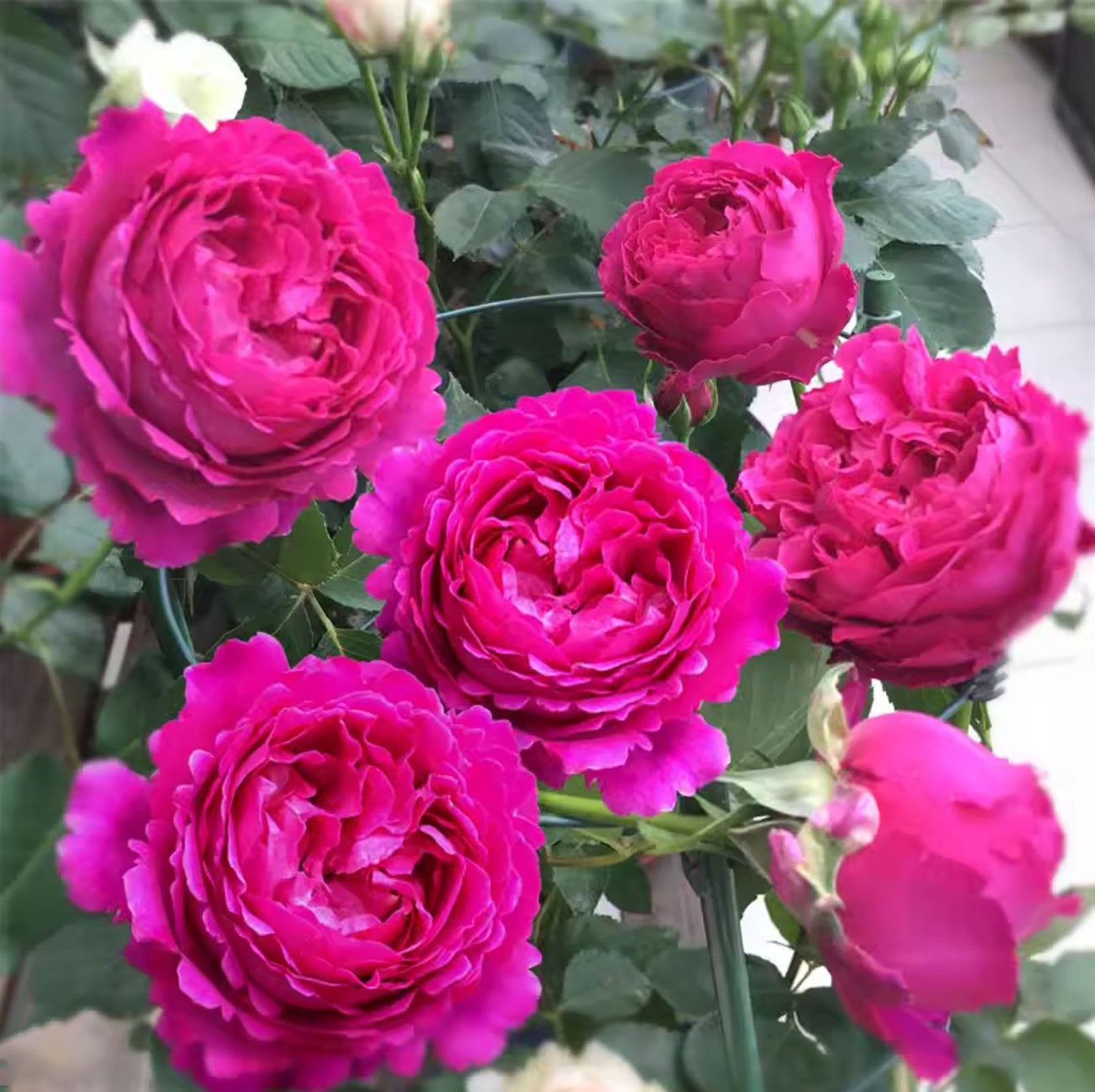 Yves Jardin Parfumé 伊芙芳香花园 ジャルダンパフーメ, Japanese Shrub Rose, Robust Old Rose Fragrance,  Non-Grafted/Own Root.