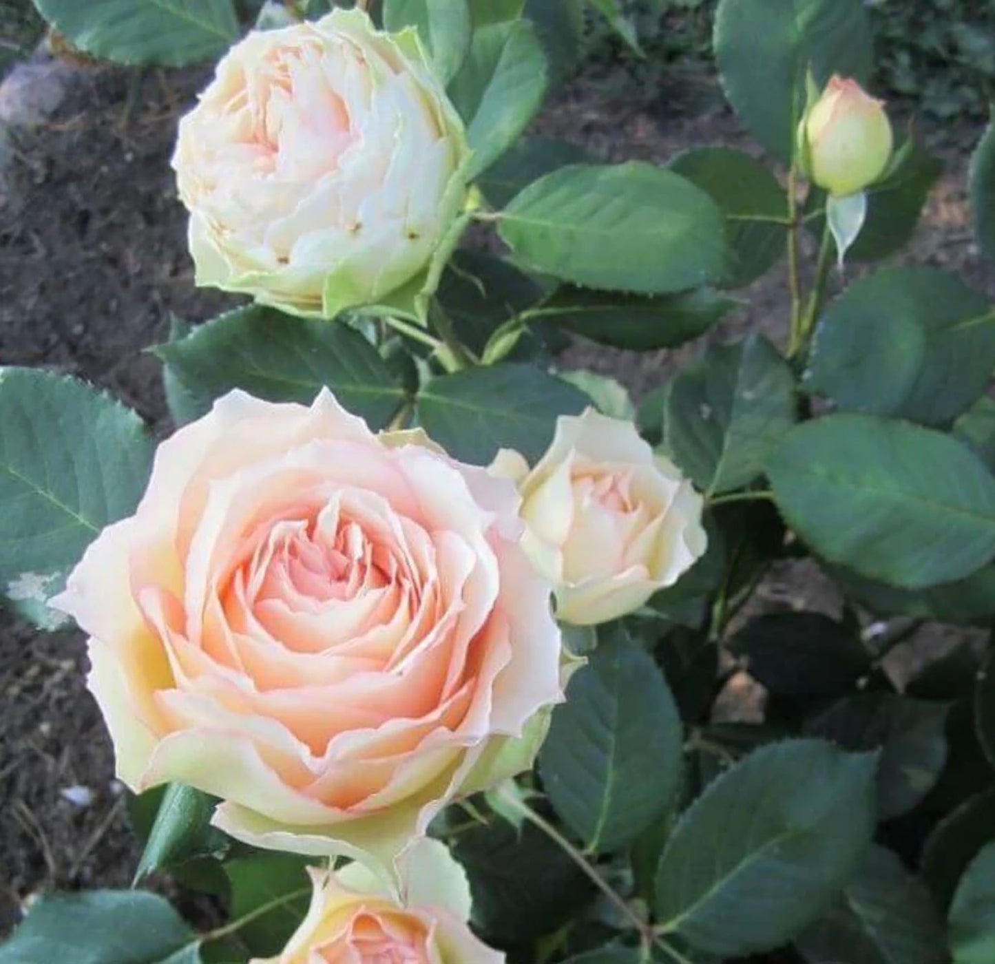 Jalitah 吉莱塔/ 四季龙沙, Shrub Rose, Heat-Resistant, Disease-Resistant, Non-Grafted/Own Root.