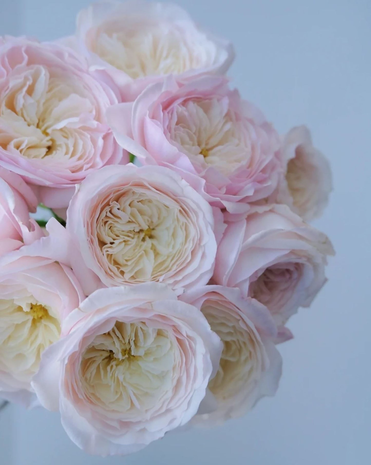 XISHI 西施，Florist Shrub Rose, Non-Grafted/Own Root.