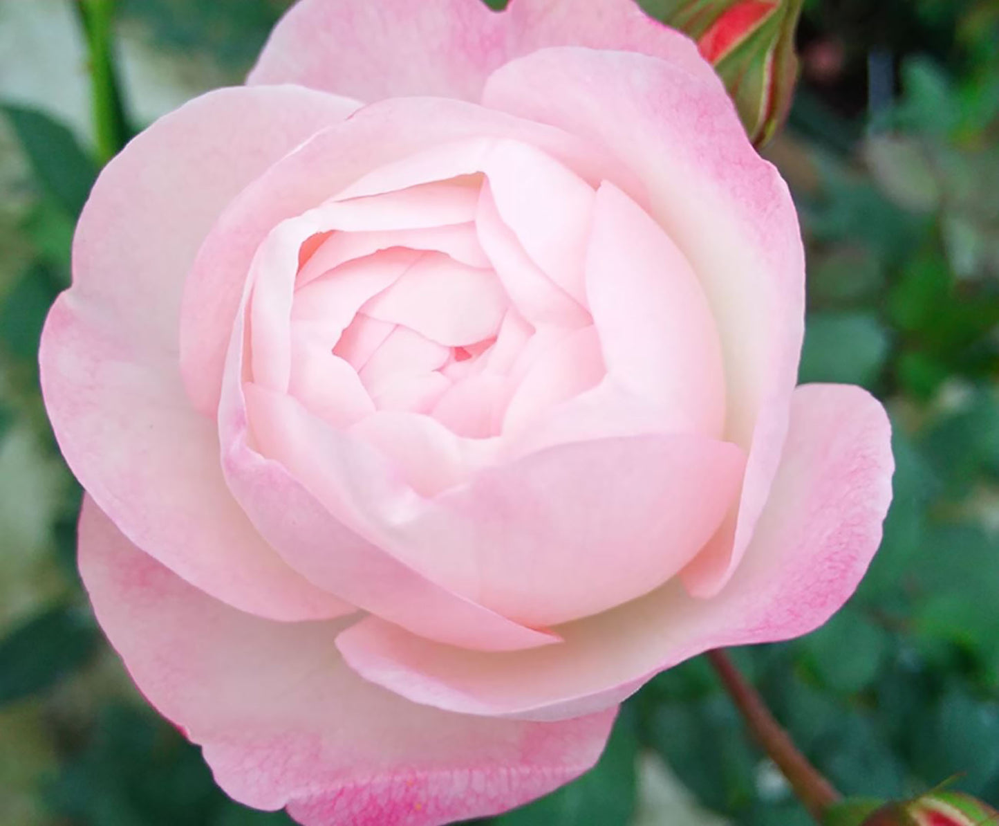 Strawberry Macaron草莓杏仁饼 ストロベリーマカロン , Japanese Floribunda Rose, Non-Grafted/Own Root.