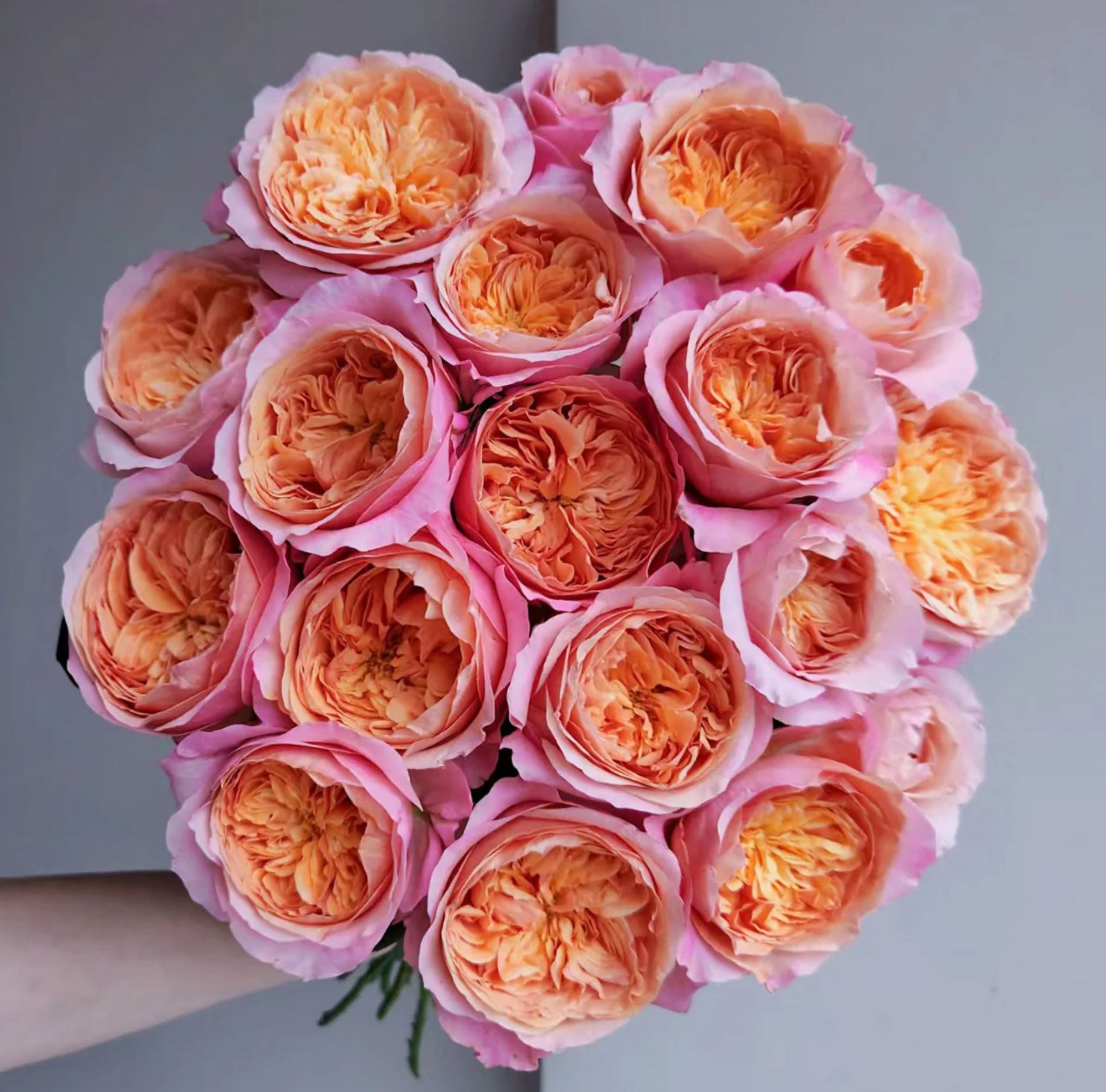 V Shape Roses #SPN153,Victoria's Secret 维多利亚的秘密 , Shrub Rose , Non-Grafted/Own Root ...