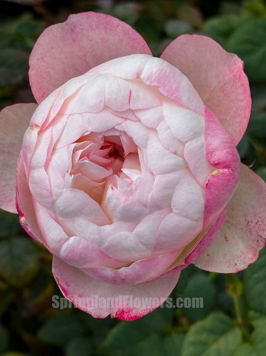 Strawberry Pie 草莓派，Chinese Shrub Rose, Non-Grafted/Own Root.