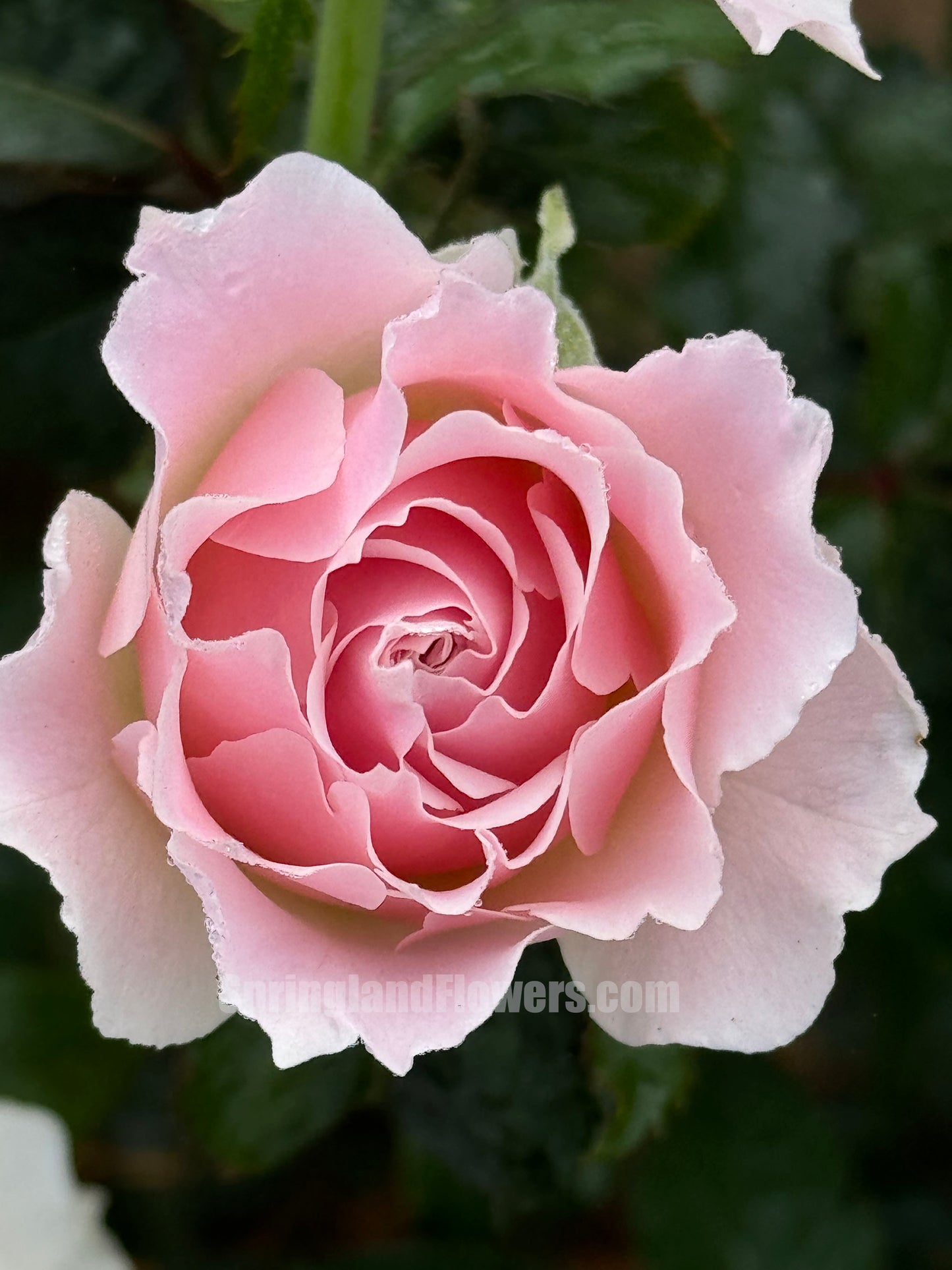 La Marié 河本新娘/新婚 ラマリエ，Japanese Floribunda Rose, Strong Fragrance，Thornless ,Non-Grafted/Own Root.