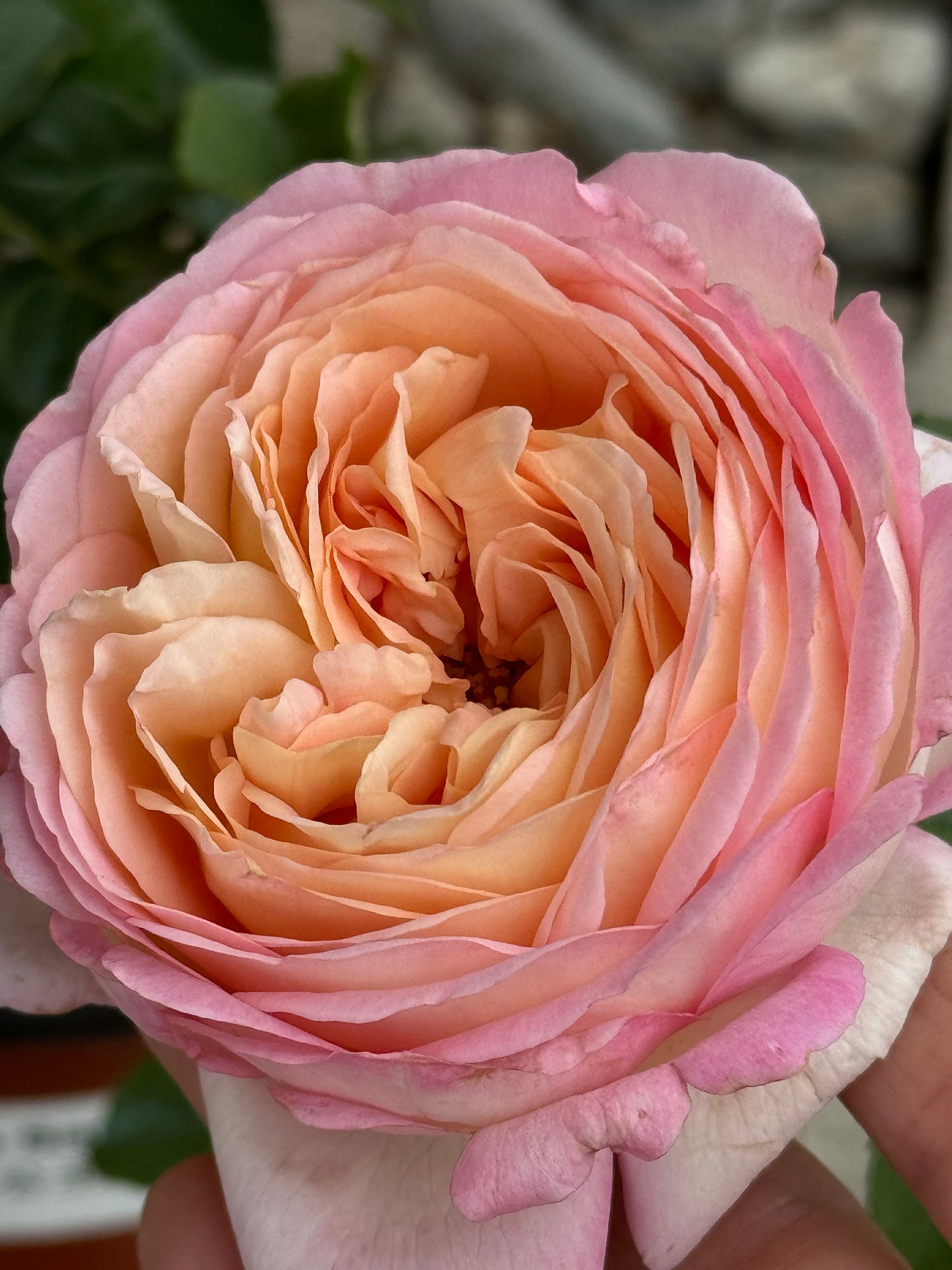 Princess Sakura 樱花公主, Japanese Shrub Rose , Non-Grafted/Own Root.