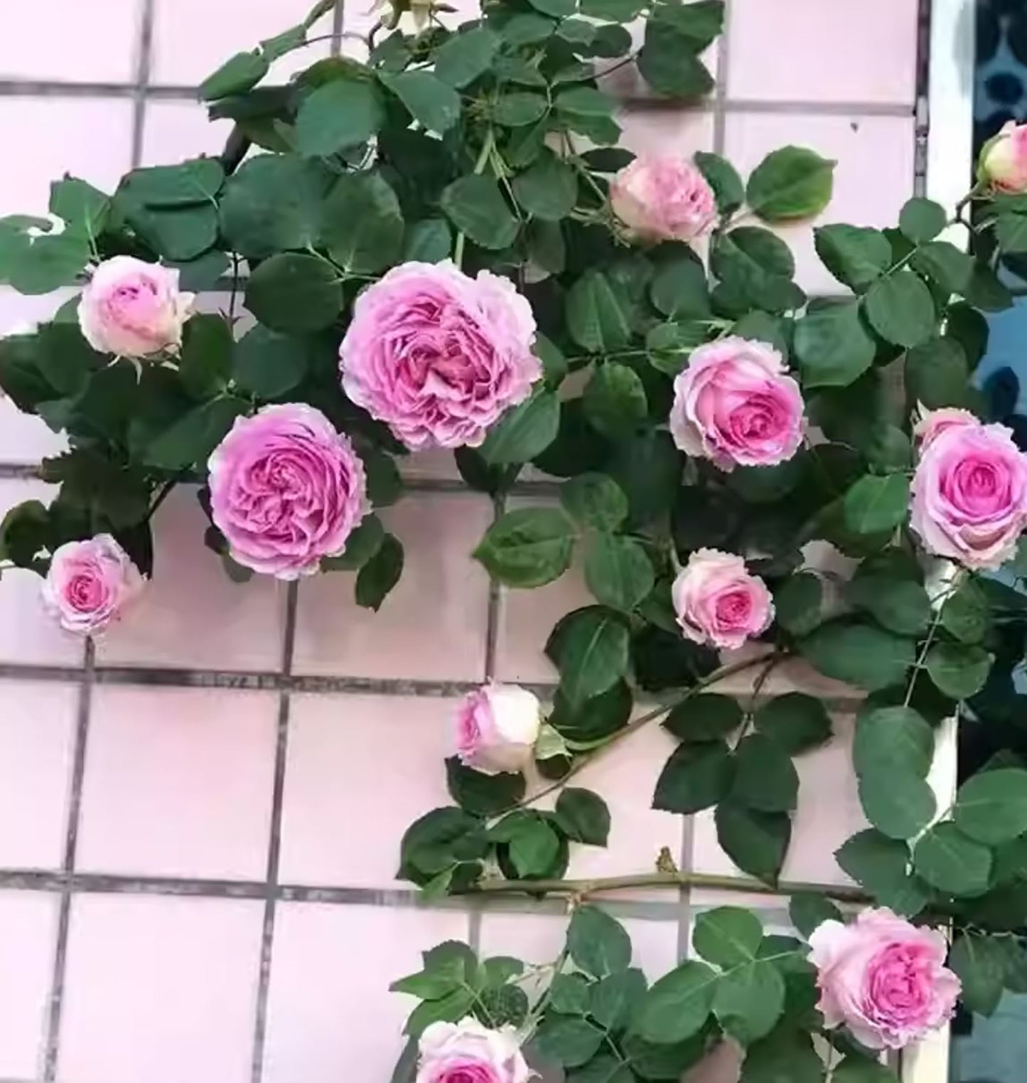 Silk Garment 罗衣，Thornless Climbing Rose , Rich Frangrance, Non-Grafted/Own Root.