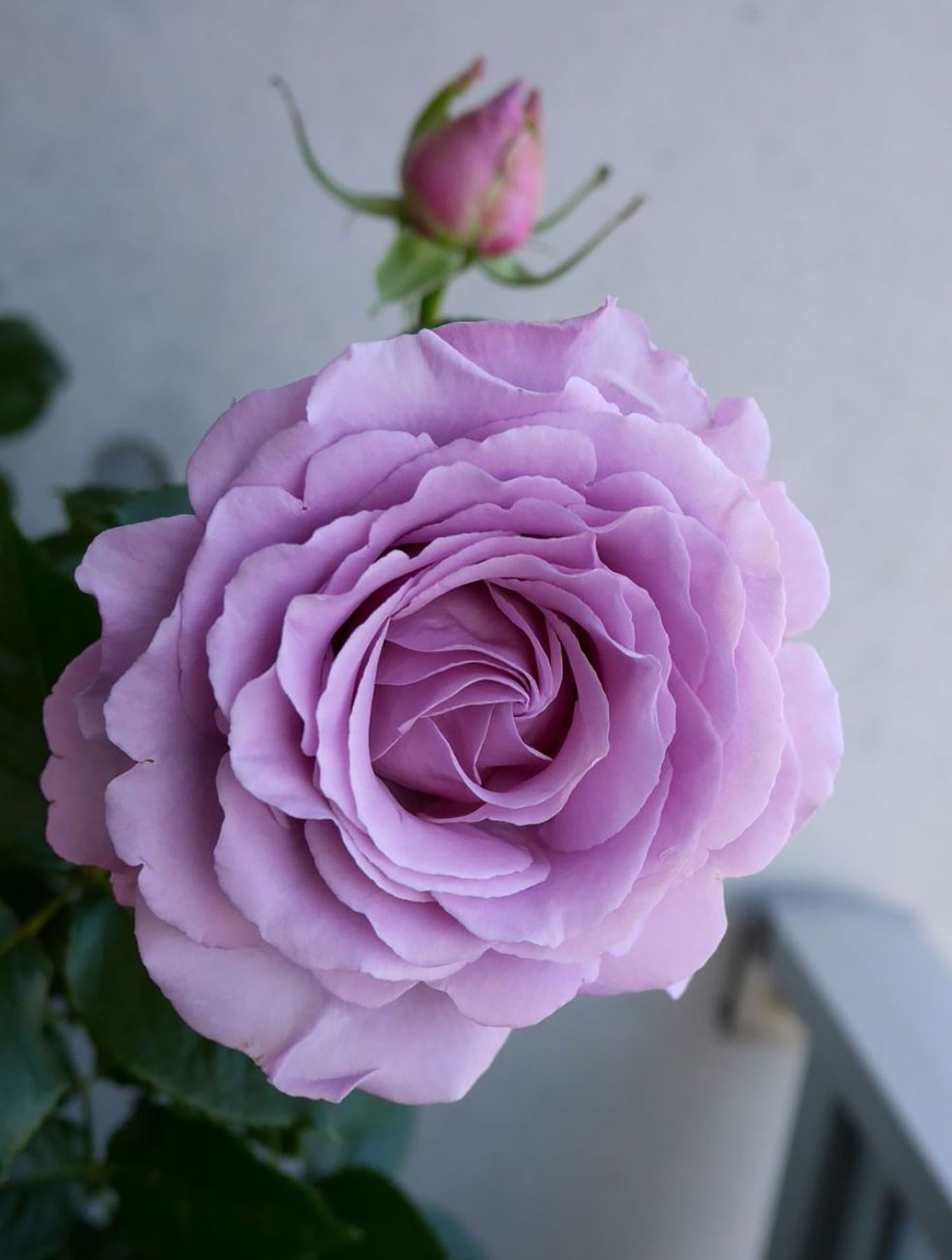 Luxury Nove 天然香水ラグジュノーブ,  Japanese Shrub Rose,   Non-Grafted/Own Root.