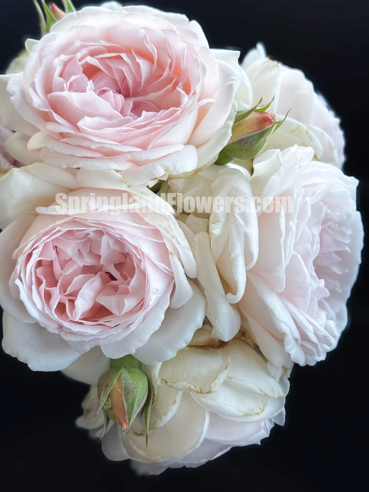 #SPJ112, Yukiwatari 雪渡, Japanese Shrub Rose，Heat-tolerant, Non-Grafted/Own Root.