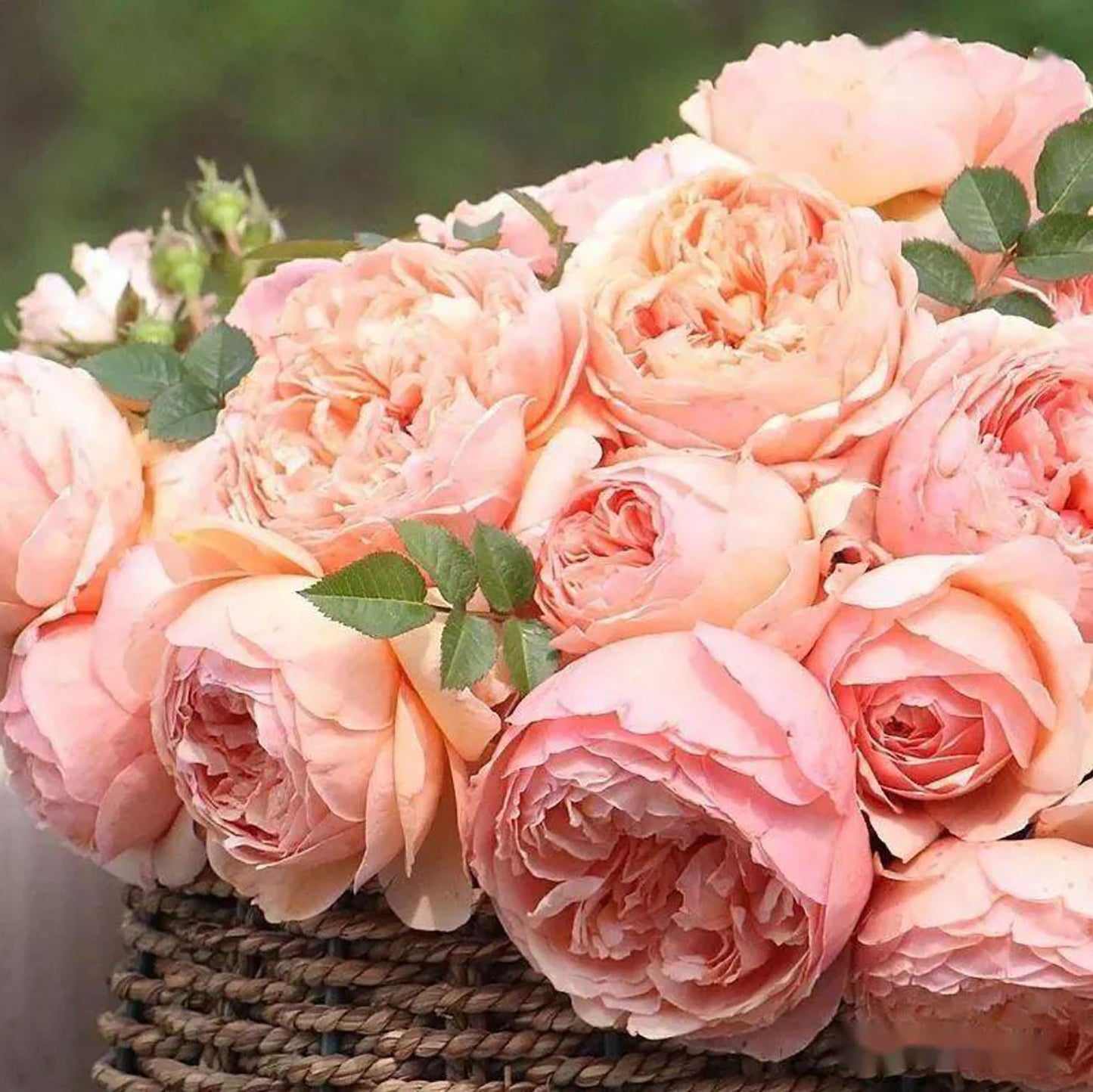 Pink Charm /Fenyan 粉妍, Floribunda Rose, Heat-Tolerant and Disease-Resistant,  Non-Grafted/Own Root.