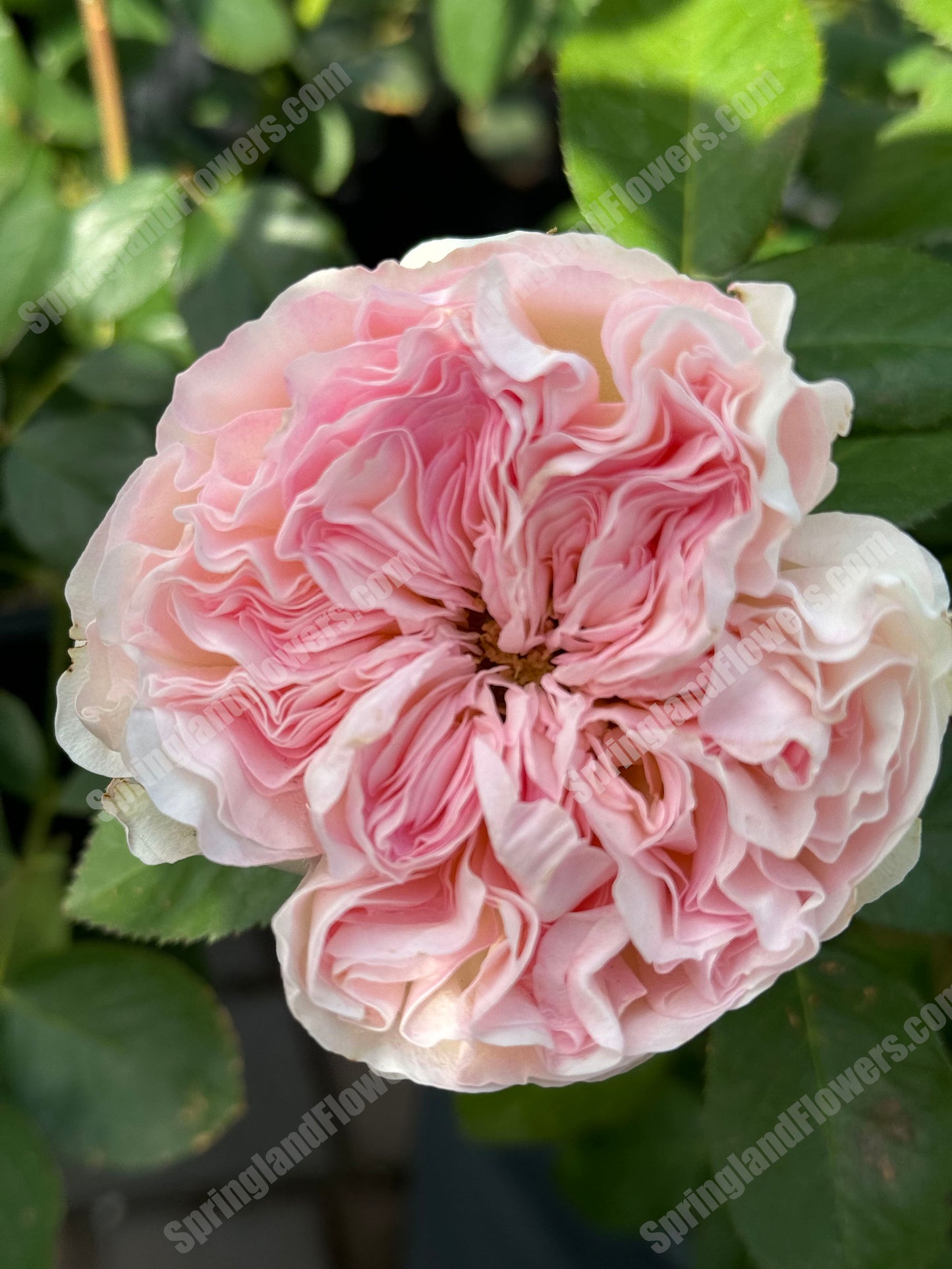 Pashmina Summerhouse 夏日羊绒/夏日绒球，Shrub Rose，Non-Grafted/Own Root. 3 YEARS Old Large Size.