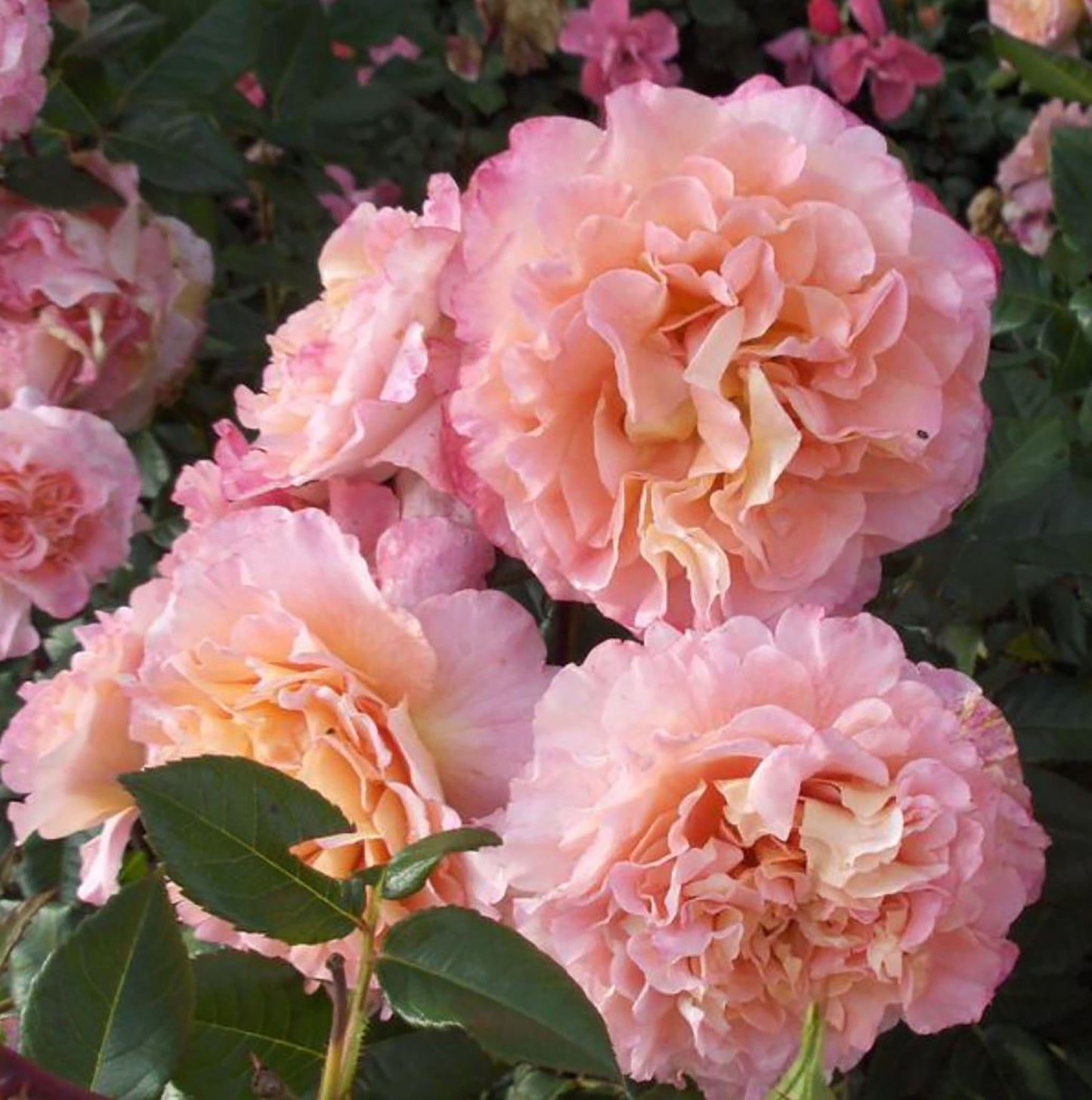 Augusta Luise 奥古斯塔.路易斯, Hybrid Tea Rose, Strong fragrance. Large. 2 Years Old 1 Gal, Non-Grafted/Own Root.