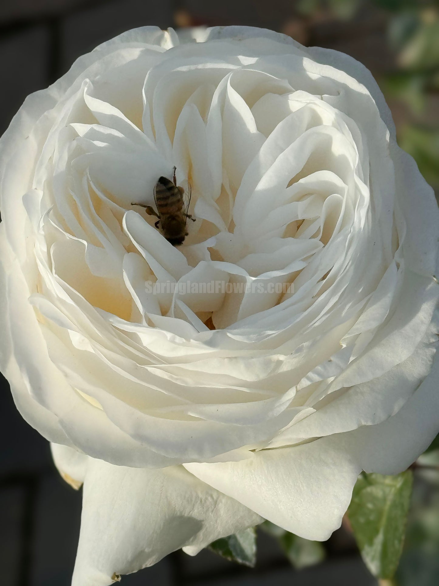 #SPF062，extremely similar to Jeanne Moreau 珍妮莫罗, French Florist Shrub Rose, Rich Lemon Fragrance，Excellent Disease Resistance, Non-Grafted/Own Root.