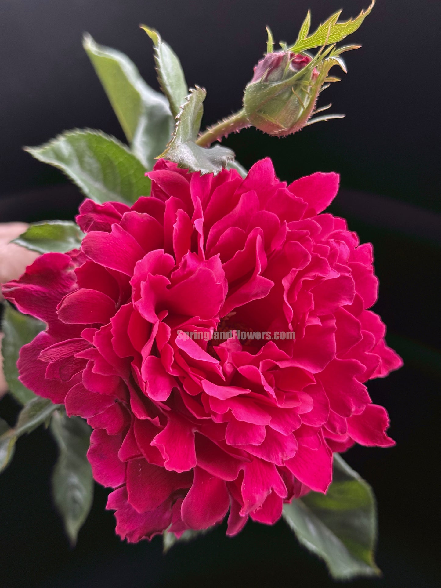 #SPN281, Glamorous Ruffle 魅力波浪，Shrub Rose,  Non-Grafted/Own Root.