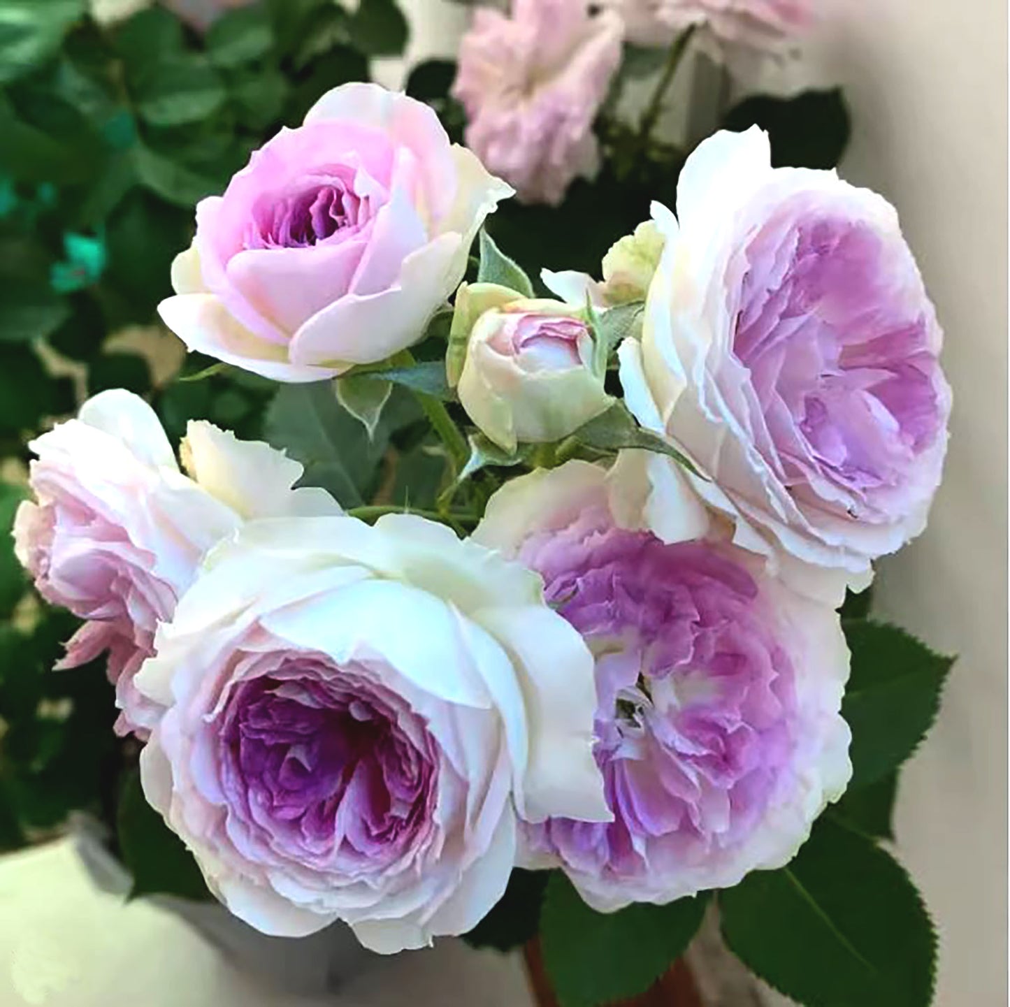 Blue Moon Stone 蓝月石, Japanese Floribunda Rose, 2 Years Old 1 Gal, Non-Grafted/Own Root.