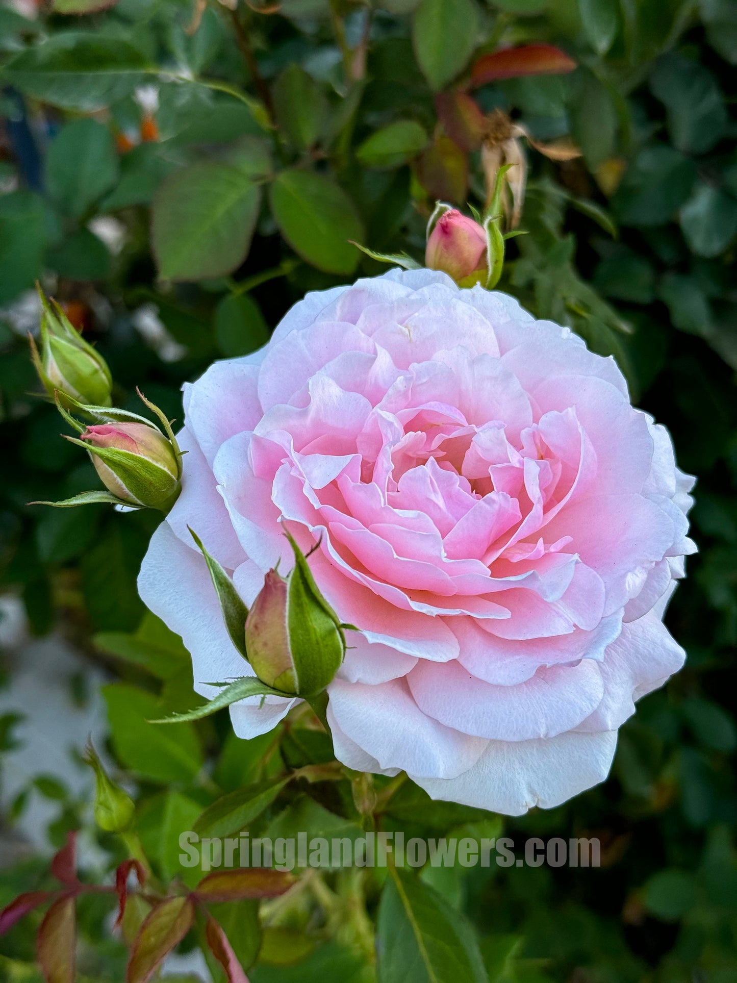 Quietness 寂静, Shrub Rose, Heat-tolerant, disease-resistant, Non-Grafted/Own Root.