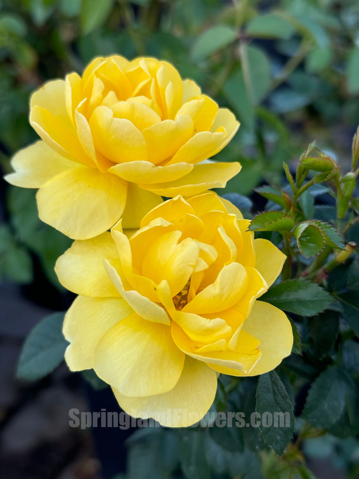 Lemonade Terrace 黄果汁，Floribunda Rose, Non-Grafted/Own Root.Yearlong flower buds. Perfect for small gardens.