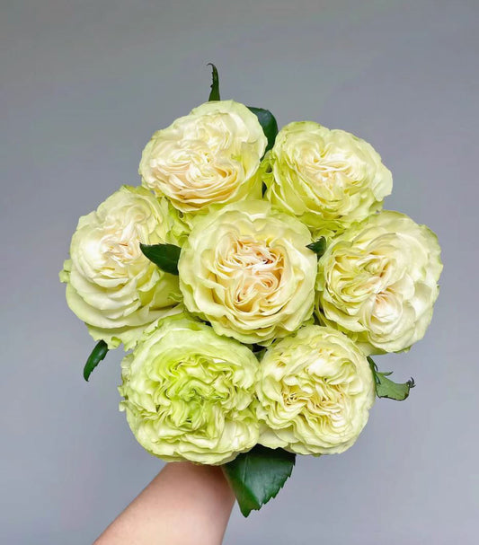 #SPN118，extremely similar to Dynamic 琉璃翠, Netherlands Florist Shrub Rose.