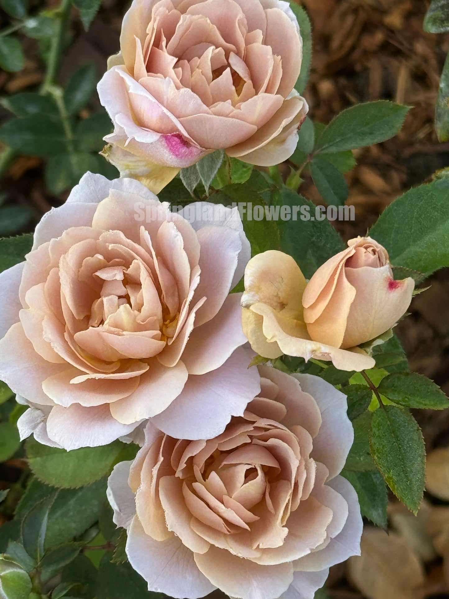 Fragment of Fall 锁清秋，Chinese Floribunda Rose, Upright, Repeat-Flowering, Excellent Disease Resistance，Non-Grafted/Own Root..