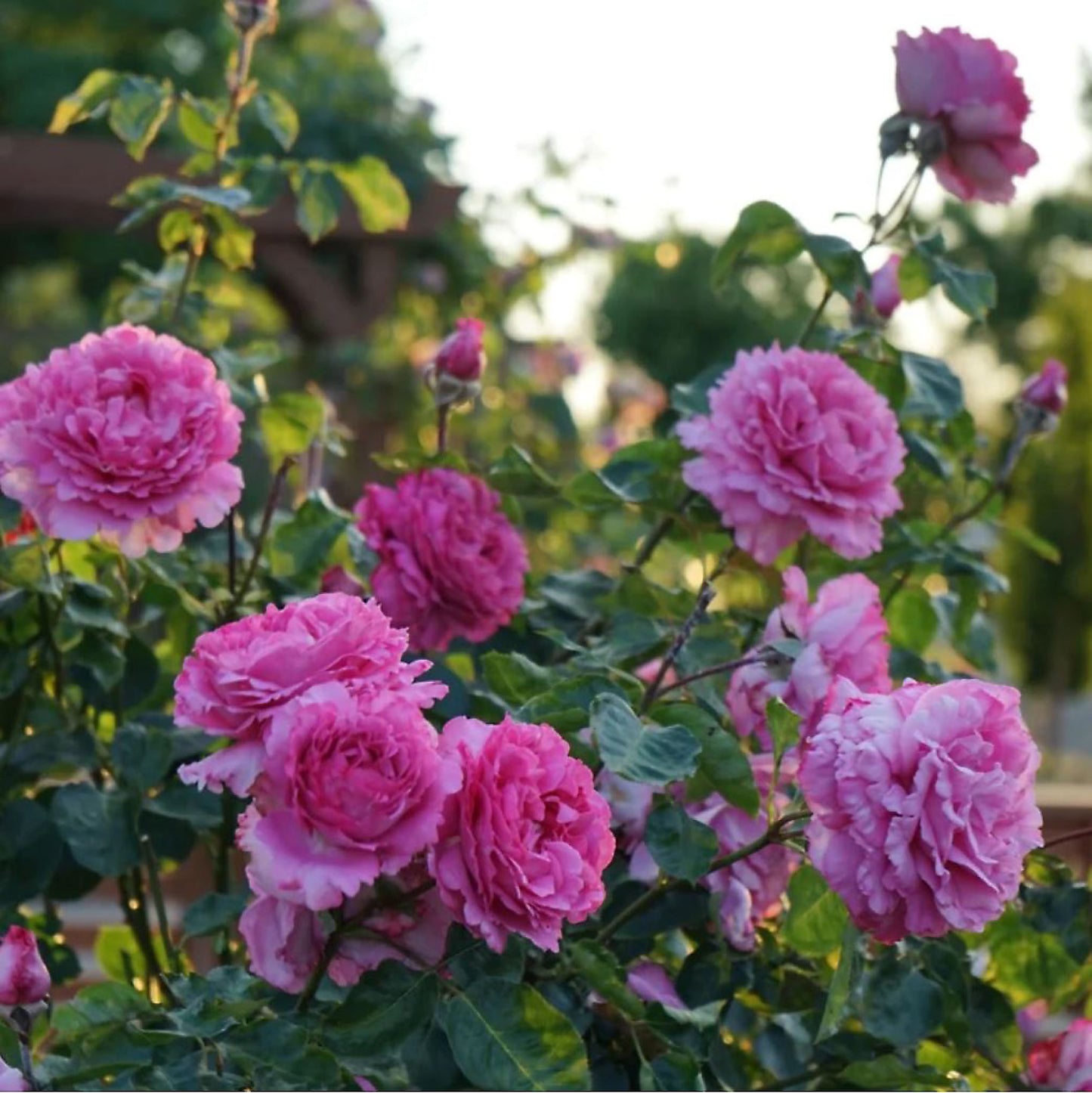 #SPJ276, Yves Piaget Cl 藤本伊芙伯爵，Japanese Climbing Rose, Non-Grafted/Own Root.