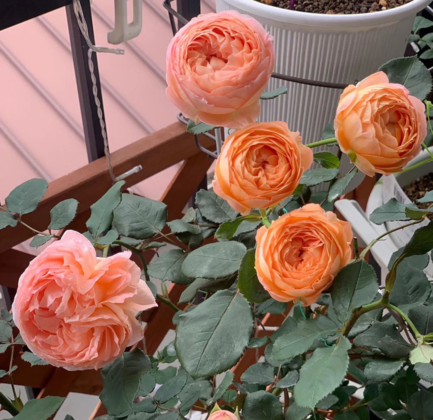 Confiture 果酱コンフィチュール河本 ，Japanese Floribunda Rose, Non-Grafted/Own Root.