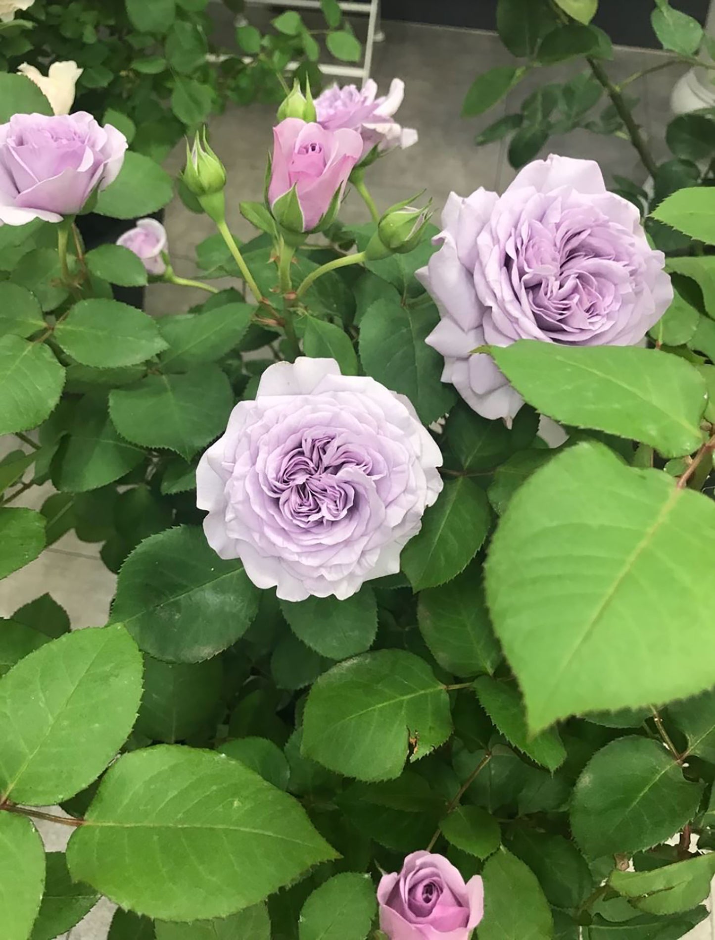 #SPJ269, Ilias 伊利亚特 , Floribunda Rose,  Non-Grafted/Own Root.