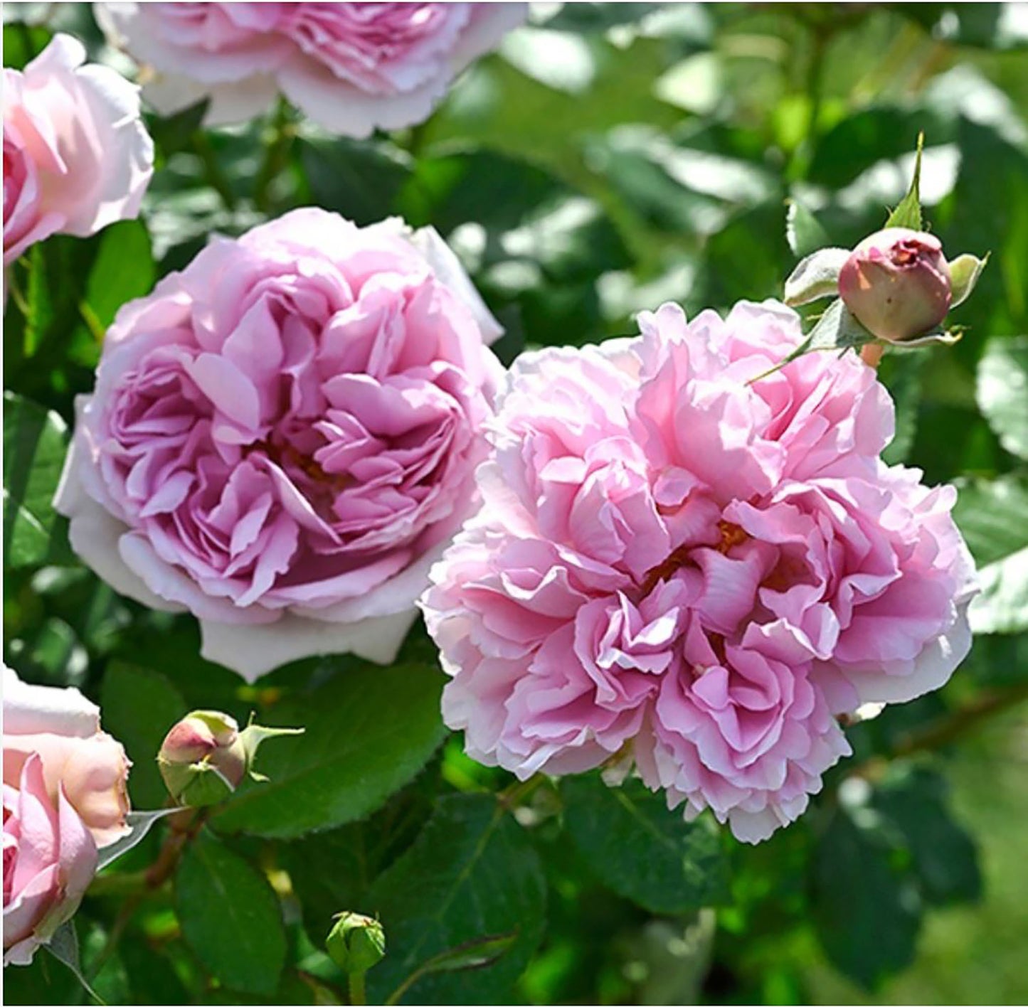 Rose Antoinette 绝代艳后, Shrub Rose, Strong fragrance. Large. Heat Resistant.2 Years Old 1 Gal, Non-Grafted/Own Root.