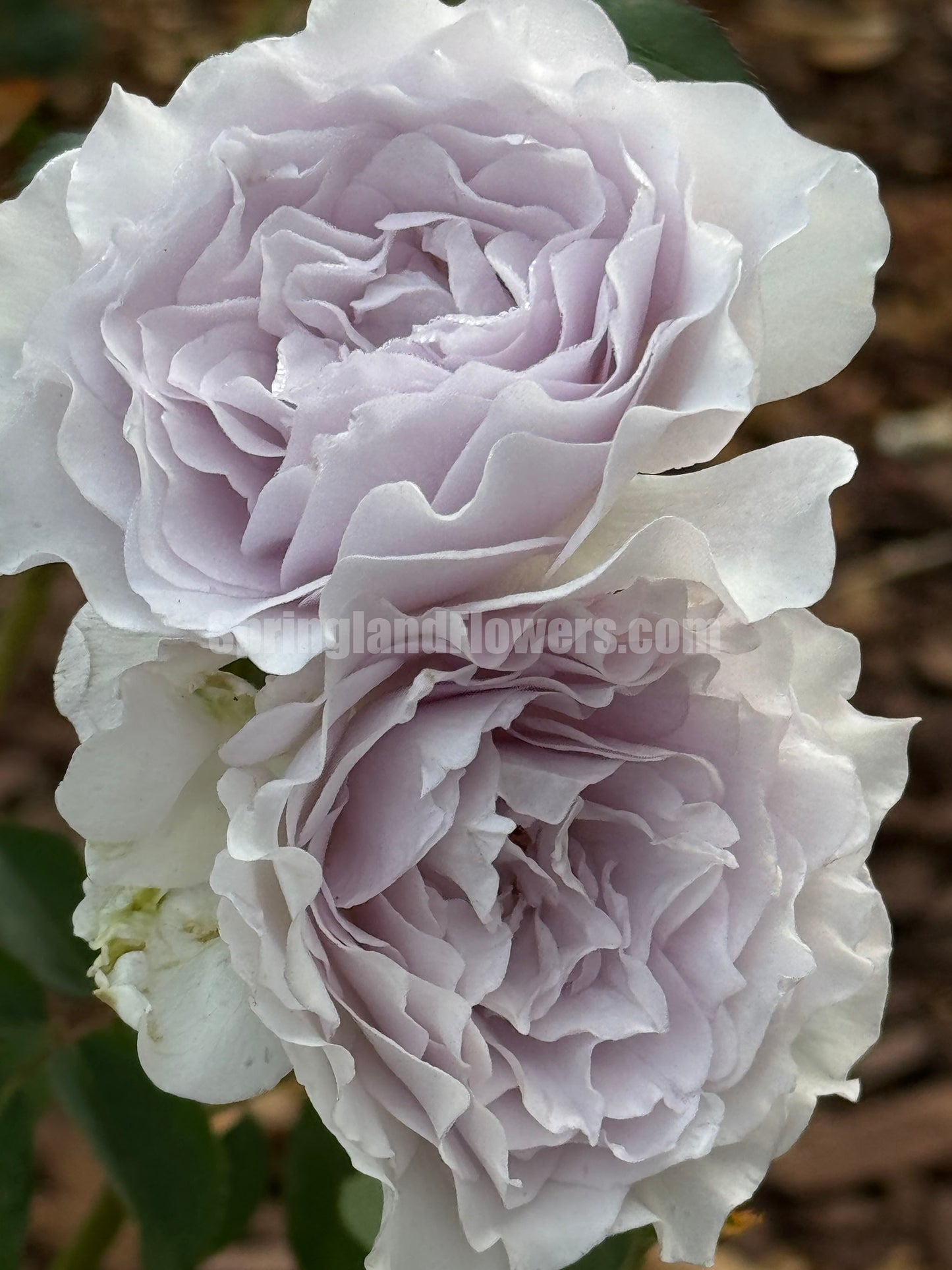 JiSe/Azure Tranquility 霁色, Chinese Shrub Rose,  Non-Grafted/Own Root.