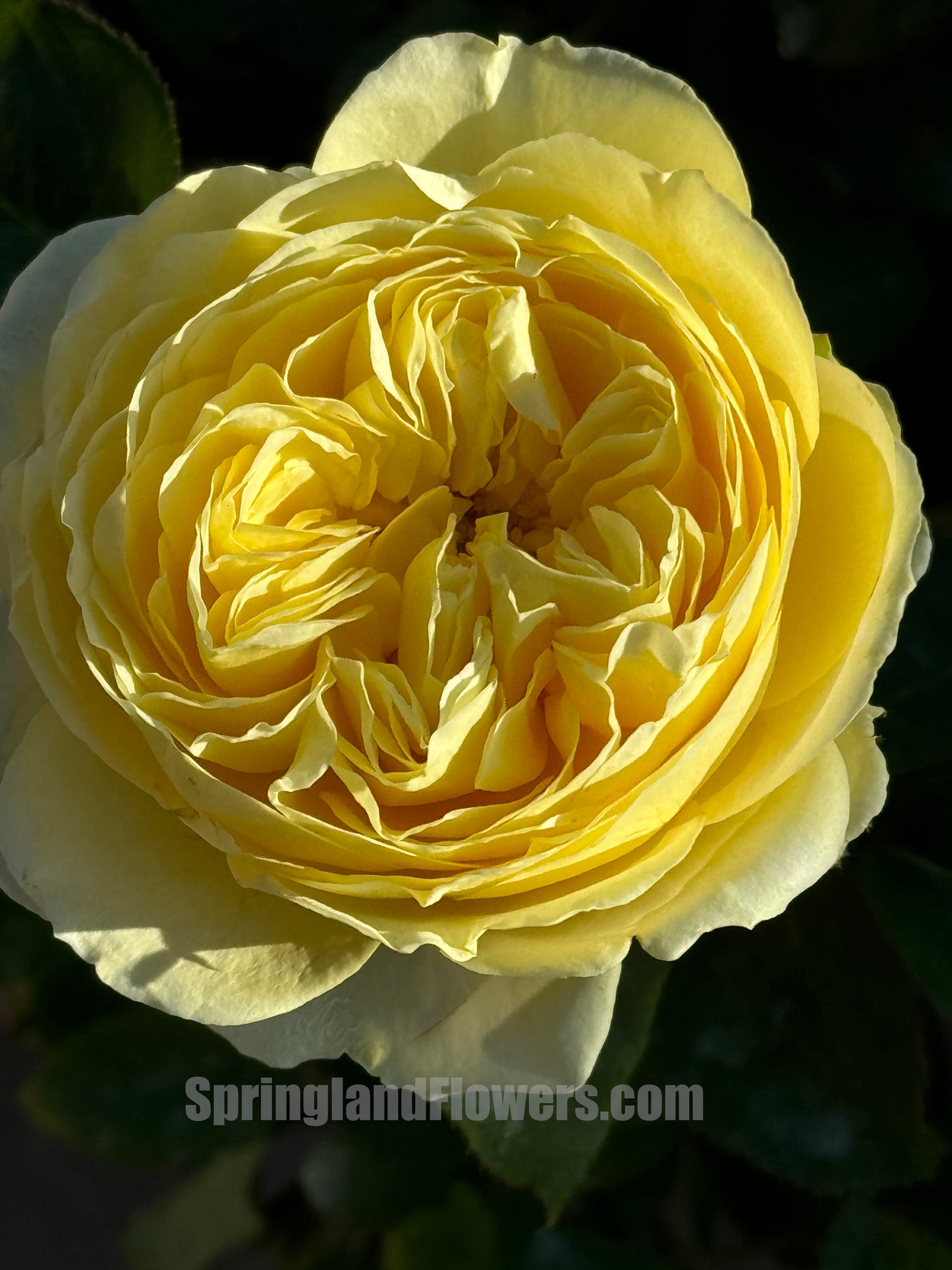 #SPN018, Netherlands Florist Shrub Rose, Non-Grafted/Own Root.