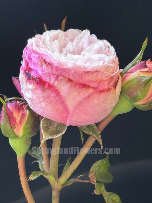 #SPJ121，Tomolove 明日爱，Japanese Floribunda Rose， Non-Grafted/Own Root.