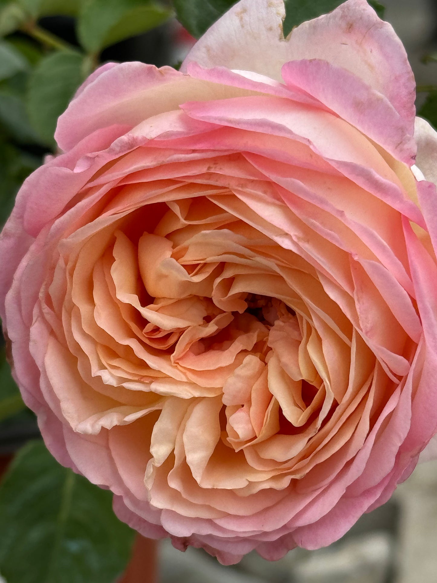 Princess Sakura 樱花公主, Japanese Shrub Rose , Non-Grafted/Own Root.