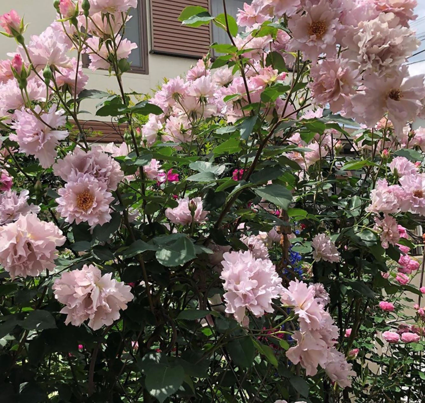 Couture Rose Tilia 玫瑰时装 クチュール・ローズ・チリア, Japanese Floribunda Rose.  Strong fragrance. Non-Grafted/Own Root.