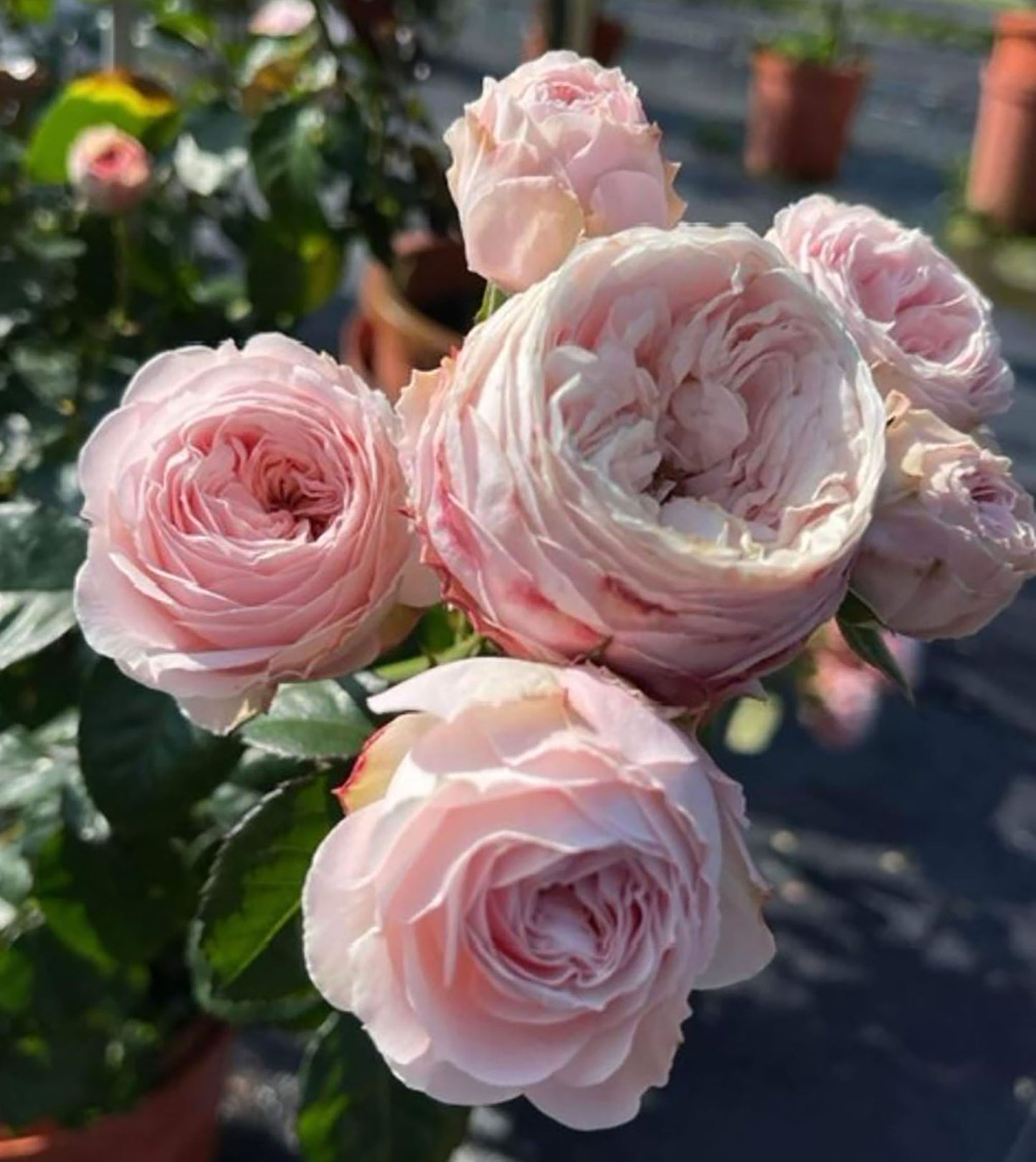 M-Pink Moon 粉月亮，Shrub Rose ,  Non-Grafted/Own Root.