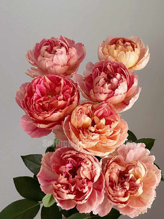 NEW ! 2022. Sunset Blush 羞颜，Japanese Shrub Rose，Non-Grafted/Own Root.