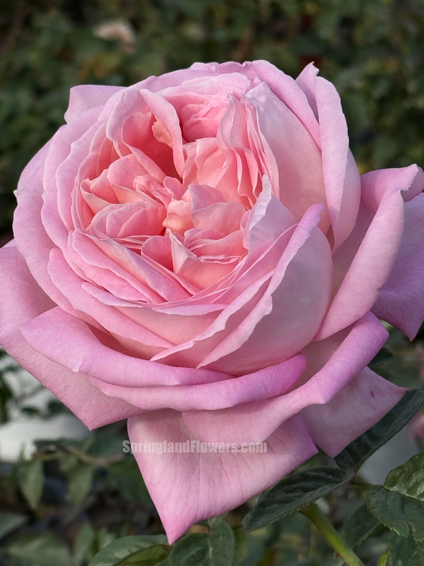 #SPQ003 ，Shrub Rose, Large, Strong fragrance. Heat Resistant.Non-Grafted/Own Root.